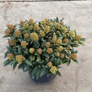 Skimmia japonica Godries Dwarf Marlot P.31
(1 Plants/Order)(31cmP 55cmH)
