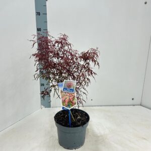Acer palmatum Royal Garnet ('Opstal11PBR)
(1 Plants/Order)(19cmP 80cmH)
