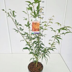 Acer palmatum Koto-no-ito Acer palm. 'Koto-no-ito' 60-80C7
(1 Plants/Order)(25cmP 80cmH)