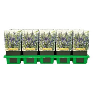 Veronica spicata Anniversary Blue
(10 Plants/Order)(11cmP 25cmH)