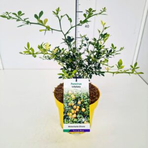Citrus Citrus trifoliata (Poncirus trifoliata) 50-60C5
(1 Plants/Order)(23cmP 70cmH)