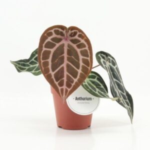 Anthurium Leaf Pink Blush 
(8 Plants/Order)(12cmP 25cmH)