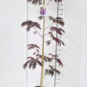 Albizia julibrissin Albizia j. 'Summer Chocolate' 175-200C12
(1 Plants/Order)(30cmP 195cmH)