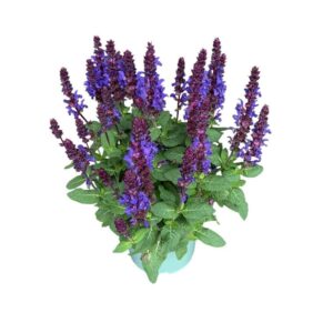 Salvia nemorosa Caramia
(1 Plants/Order)(17cmP 50cmH)