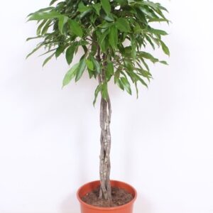 Ficus Amstel King
(1 Plants/Order)(30cmP 150cmH)