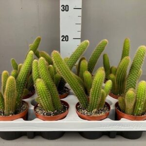 Cactus Hildewintera aureispina
(12 Plants/Order)(9cmP 25cmH)