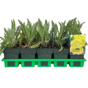 Achillea Coronation Gold
(10 Plants/Order)(11cmP 25cmH)