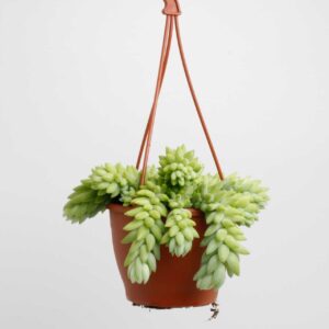Sedum morganianum Sedum Morganianum
(3 Plants/Order)(12cmP 15cmH)