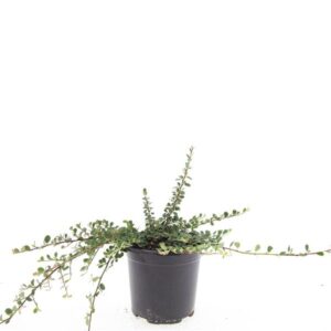 Cotoneaster procumbens Streibs Fi
(8 Plants/Order)(14cmP 25cmH)