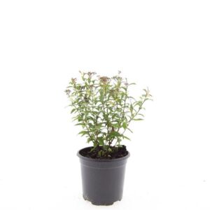 Spiraea japonica Anthony Waterer
(8 Plants/Order)(14cmP 10cmH)