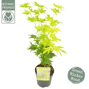Acer palmatum Going Green'®
(12 Plants/Order)(10cmP 40cmH)