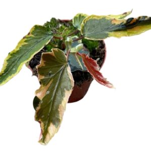 Begonia Dainty Spray Sport variegated
(14 Plants/Order)(8cmP 12cmH)