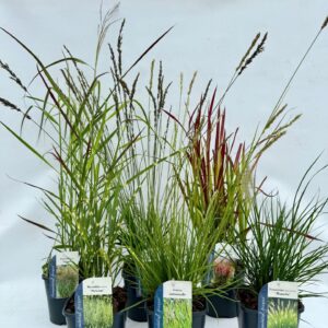 Siergrassen mix Siergrassen mix V2
(6 Plants/Order)(17cmP 20cmH)