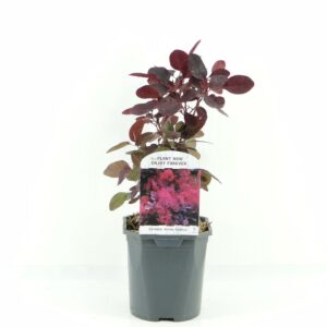 Cotinus Royal Purple cog.
(6 Plants/Order)(17cmP 25cmH)