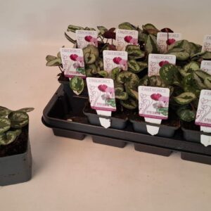 Cyclamen coum Cyclamen coum marbled leaf pink 9 cm
(12 Plants/Order)(9cmP 10cmH)