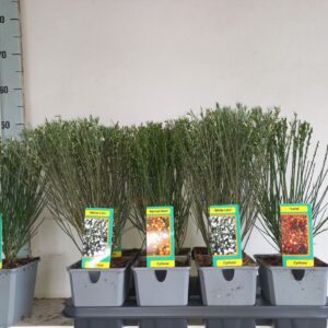 Cytisus mix tray
(8 Plants/Order)(13cmP 45cmH)