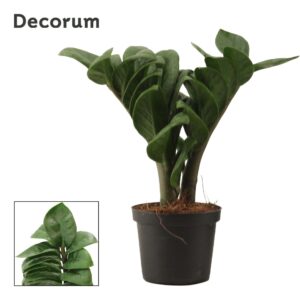 Zamioculcas Zenzi V-Leaf 9 cm 2 Feathers
(18 Plants/Order)(9cmP 25cmH)
