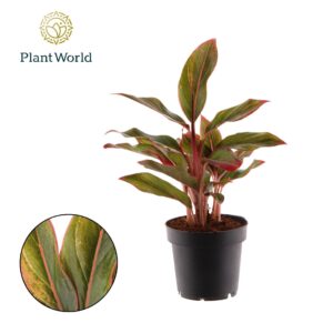 Aglaonema Crete Aglaonema Crete (6 Plants/Order)(12cmP 30cmH)