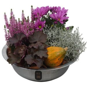 Arrangementen PTHO7586 Arrangement Autumn Outdoor in metalen schaal
(1 Plants/Order)(29cmP 26cmH)