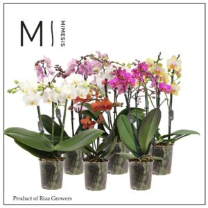 Phalaenopsis Multiflora mix 3 spike 12cm Mimesis
(10 Plants/Order)(12cmP 40cmH)