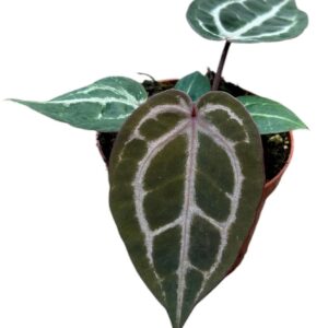 Anthurium Leaf Red Crystallinum 
(14 Plants/Order)(8cmP 10cmH)