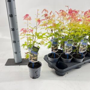 Acer palmatum Orange Dream
(12 Plants/Order)(10.5cmP 35cmH)