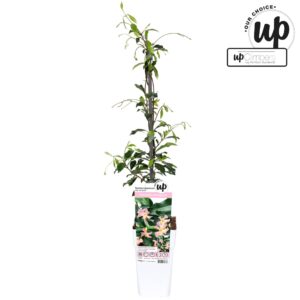 Trachelospermum jasminoides Star of Ibiza P15
(10 Plants/Order)(15cmP 65cmH)