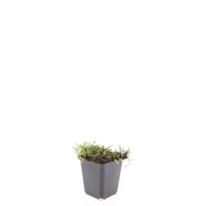 Leptinella squalida  
(12 Plants/Order)(9cmP 5cmH)