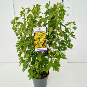 Ribes Ribes aureum (odoratum) 60-80C5
(1 Plants/Order)(23cmP 40cmH)
