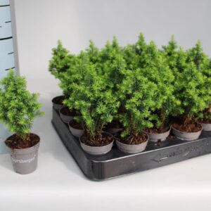 Chamaecyparis thyoides Spitsbergen P5,5
(20 Plants/Order)(5.5cmP 15cmH)