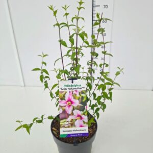 Philadelphus Philadelphus 'Petite Perfume Pink' PBR 50-60C5
(1 Plants/Order)(22cmP 60cmH)