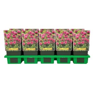 Monarda didyma didya 'Cranberry Lace' P11
(10 Plants/Order)(11cmP 25cmH)