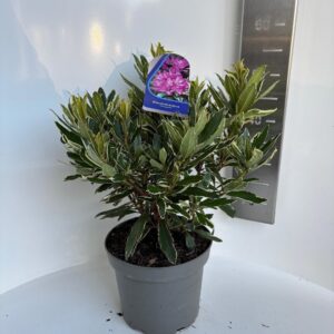Rhododendron Ponticum Variegatum'
(1 Plants/Order)(23cmP 55cmH)