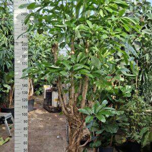 Schefflera Amate stam XL 300
(1 Plants/Order)(55cmP 300cmH)