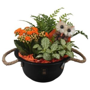 Arrangement kamer PTHI3373 Arrangement Autumn Indoor in metalen schaal
(3 Plants/Order)(18cmP 19cmH)