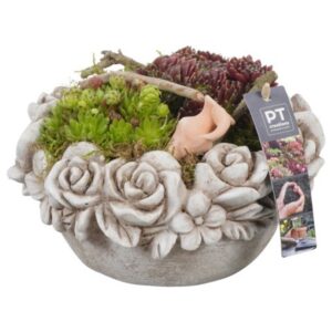Arrangementen Sempervivum PTS7456 Arrangement Sempervivum in beton Pot
(2 Plants/Order)(22cmP 17cmH)
