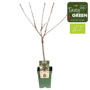 Prunus avium Bigarreau Burlat' Bio P23
(1 Plants/Order)(23cmP 100cmH)