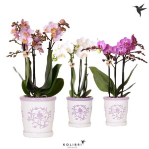 Phalaenopsis mixed mix 3 spike in Malaga Pot lilac mix
(6 Plants/Order)(9cmP 40cmH)