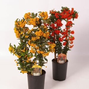 Pyracantha Pyracantha mixed 2 spike op Rack
(8 Plants/Order)(14cmP 50cmH)