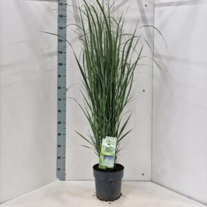 Panicum virgatum Northwind'
(1 Plants/Order)(23cmP 150cmH)