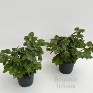 Begonia foliosa 12cm [pendant stems] *NEW*
(4 Plants/Order)(12cmP 23cmH)