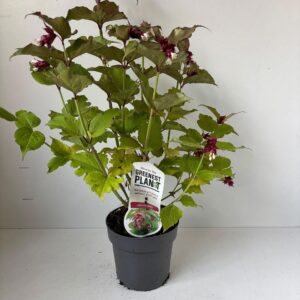 Leycesteria formosa
(1 Plants/Order)(17cmP 55cmH)