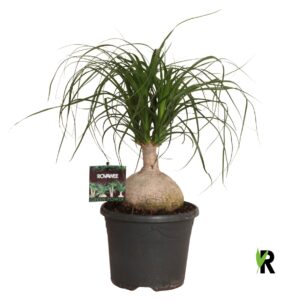 Nolina ball
(1 Plants/Order)(19cmP 50cmH)