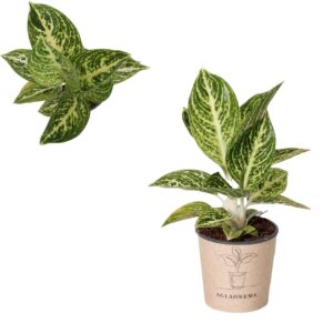 Aglaonema other Aglaonema `Night Sparkie`
(4 Plants/Order)(12cmP 30cmH)