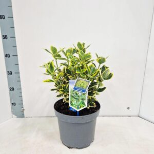 Euonymus japonicus Ovatus Aureus Marieke'
(1 Plants/Order)(23cmP 45cmH)