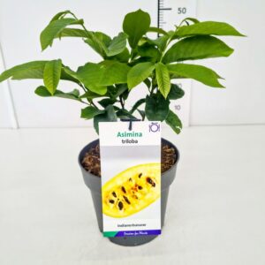 Fruitheesters other Asimina triloba 40-50C5 
(1 Plants/Order)(23cmP 60cmH)