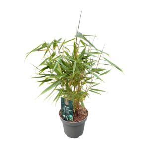 Fargesia robusta Pingwu One Boo™ Wall P14
(8 Plants/Order)(14cmP 30cmH)