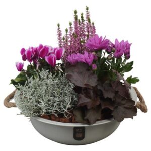 Arrangementen PTHO7577 Arrangement Autumn Outdoor in metalen schaal
(1 Plants/Order)(30cmP 28cmH)