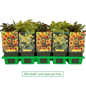 Heliopsis mix laag P11 
(10 Plants/Order)(11cmP 25cmH)