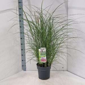 Miscanthus Red Chief sin.
(1 Plants/Order)(23cmP 100cmH)